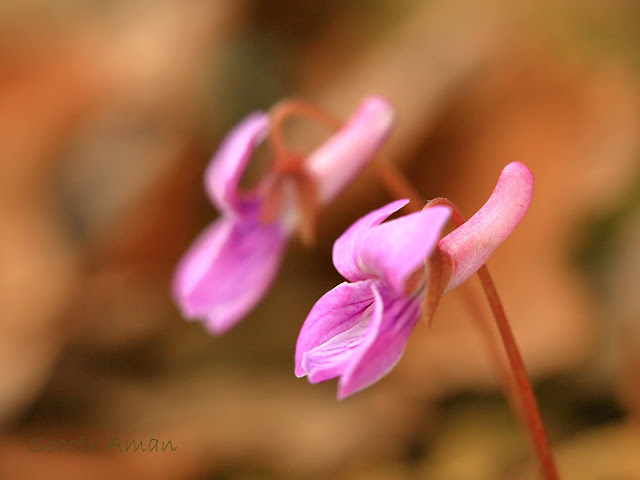 Viola violacea