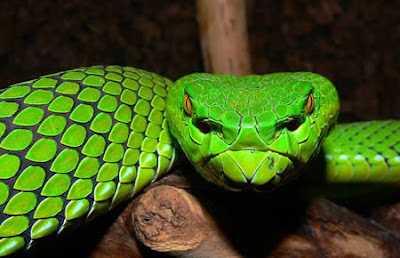 bright green snake, commonly known as Gumprecht's green