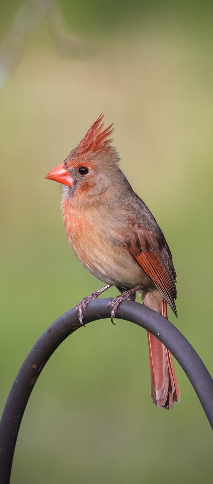 Female cardinal.