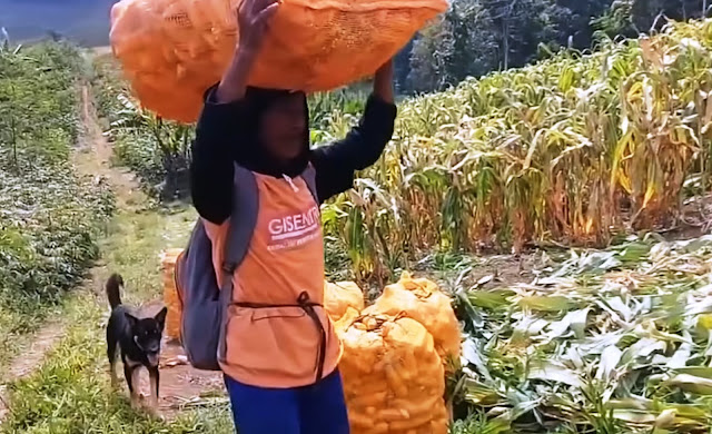 Pertanian: Petani sedang memanen jagung di ladang