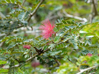 Pompon de soie - Calliandra sp. - Arbre aux houppettes 