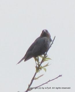 Brown-headed Cowbird