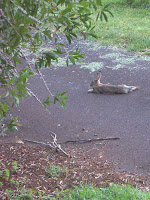 Photo by Deirdre: rabbit reclining in the middle of the driveway, as though it was sunbaking or something :)