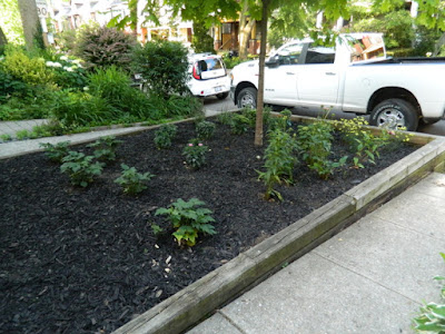 Leslieville Toronto Front Yard Summer Cleanup After by Paul Jung Gardening Services--a Toronto Organic Gardening Company