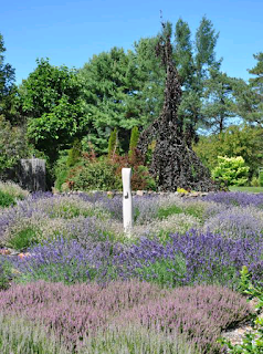 heather and lavender plants