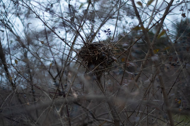 A bird's nest nestled in trees in front of an overcast sky.