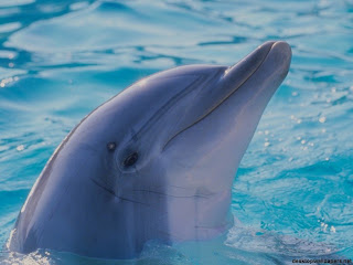 Dolphin Wallpapers