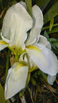 iris lousiana