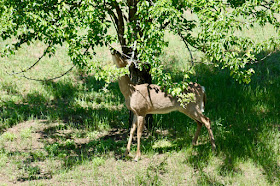yearling noshing on pear tree