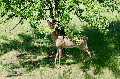 yearling noshing on pear tree