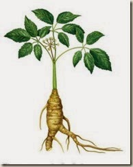 20PanaxGinseng