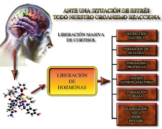 La coherencia del corazón