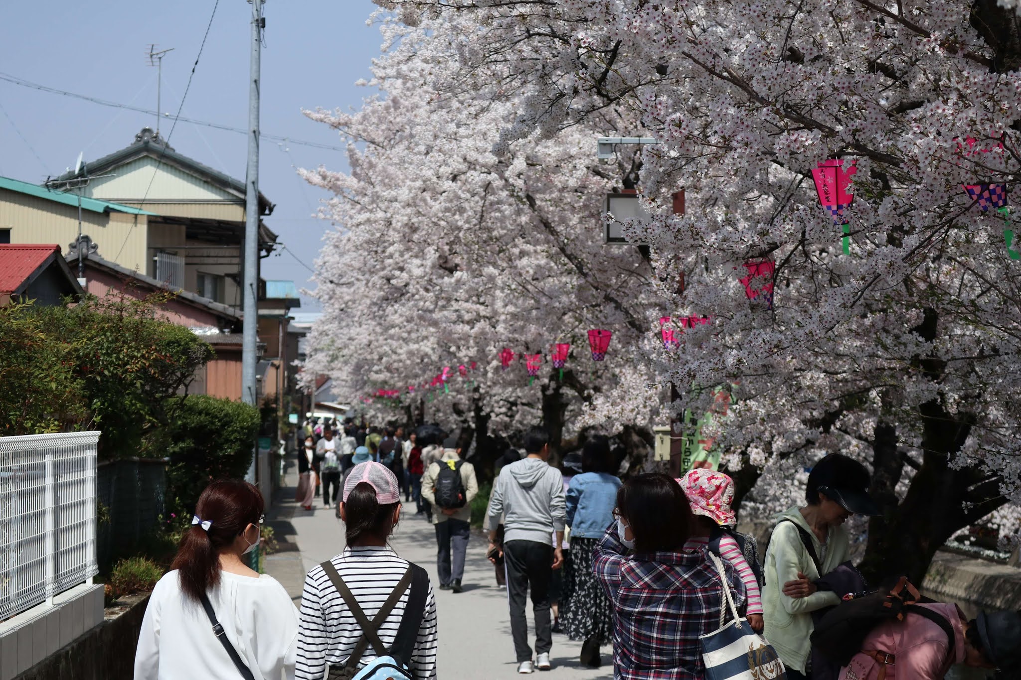 岩倉桜まつり12