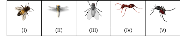 Metamorosis