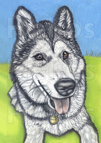 08-The-Husky-dog-Pastel-Animal-Drawings-Jackie-Brown-www-designstack-co