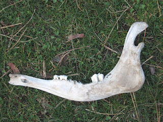 Reverse side of same lower jaw.  