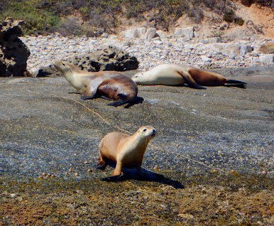 Australian Sea Lions