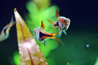 ikan-harlequin-rasbora