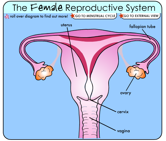  The Female Reproductive System