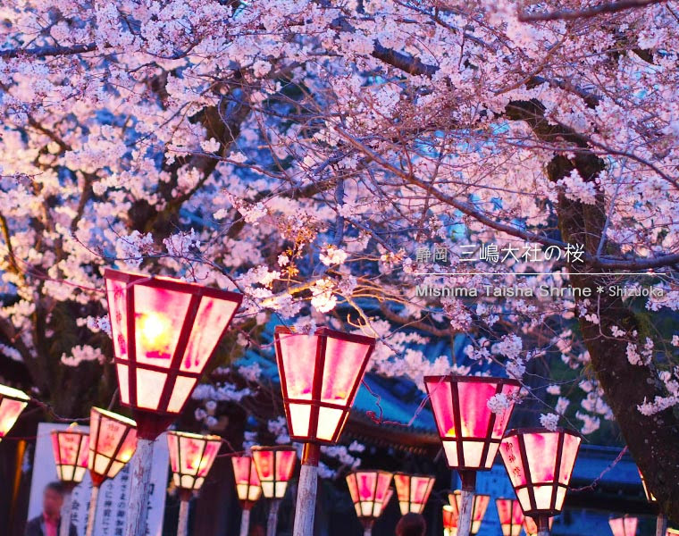 三嶋大社の桜