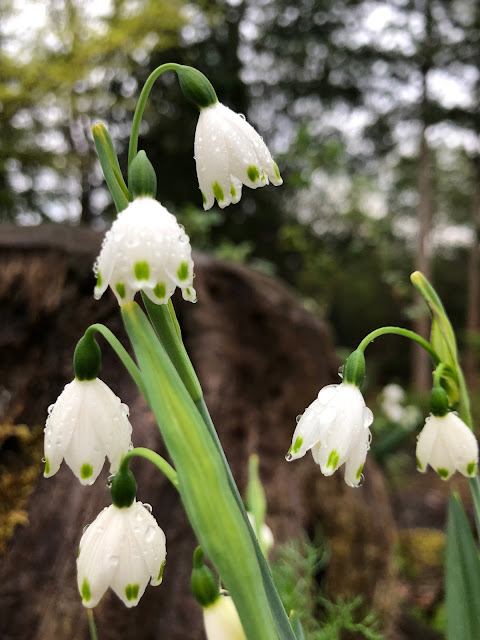 Snowflakes has blooming in Spring rain.