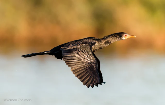 Canon EOS 70D for Birds In Flight Photography, Cape Town