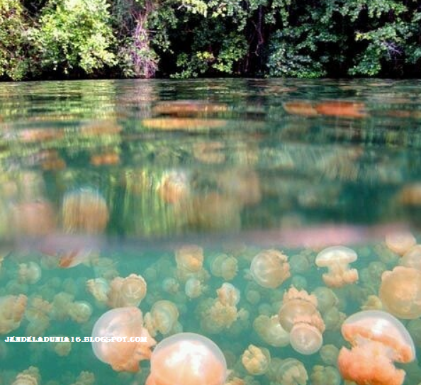 [http://FindWisata.blogspot.com] Mengeksplor Pesona Danau Kakaban, Danau Ubur-Ubur Kepulauan Derawan Kalimantan Timur