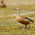 Lesser Whistling-duck