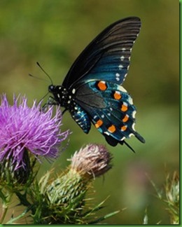 Pipevine_Swallowtail