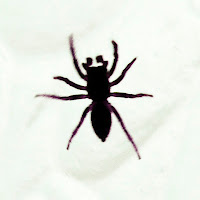 zebra spider