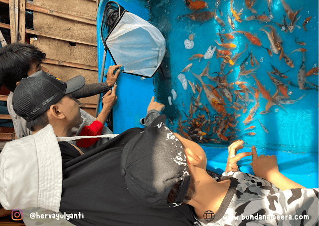 murahnya-harga-ikan-koi-di-pasar-ikan-tegal-lega