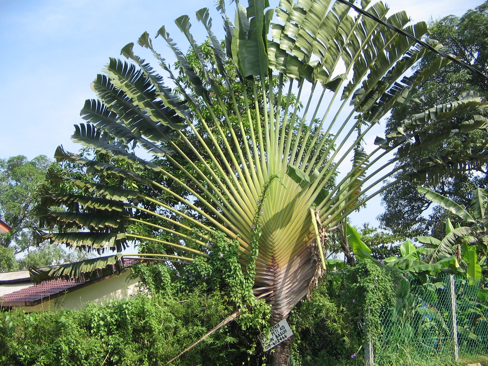 Jual Pohon  Pisang  Kipas Pohon  Pelindung Tanaman Hias 