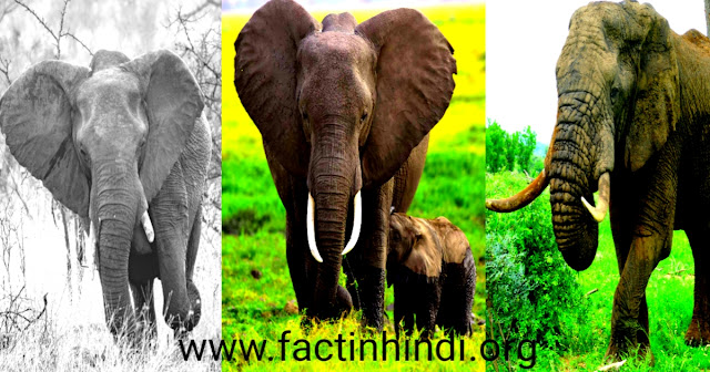 African Elephant facts in Hindi