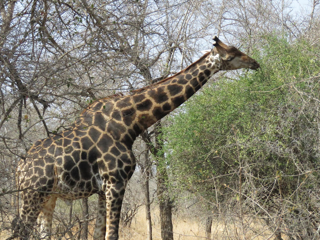 Kruger National Park giraffe