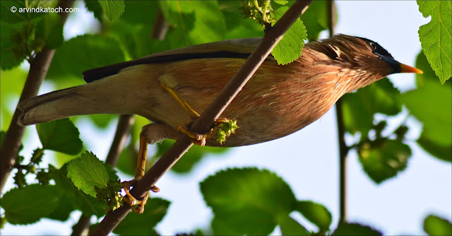 Brahminy Starling, Myna, Brahminy Myna, Pictures, Detail,