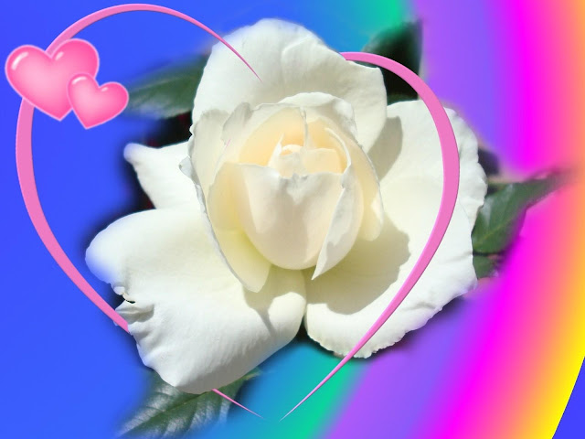 Cute White Rose Flower Wallpaper