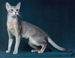 Blue Abyssinian Cat