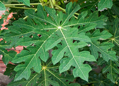  Daun pepaya sangat hebat dalam hal membantu merawat indra penglihatan MANFAAT DARI BAGIAN DAUN PEPAYA