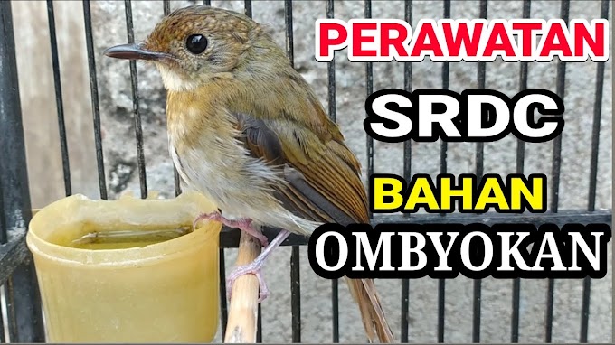 Rawatan Bahan Burung Sikatan Rimba Dada Coklat / SRDC Untuk Pemula