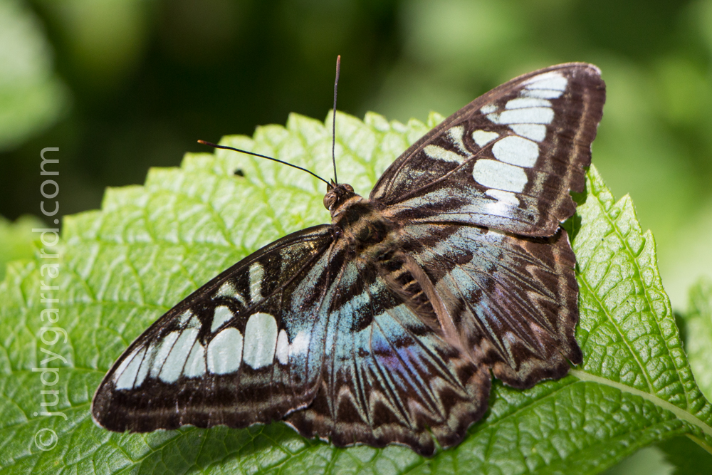 Brown iridescent butterfly at Butterfly Wonderland