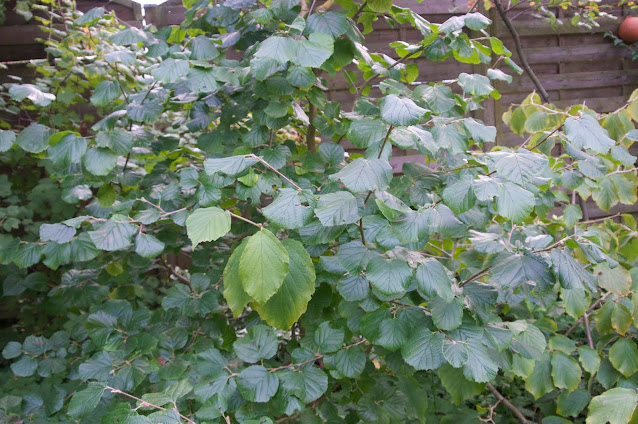 petit arbre, arbres de jardin, arbre printemps,