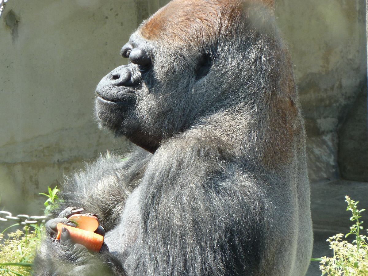 Gorilla 日記 Gorilla 観察記 84 浜松
