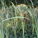 View album