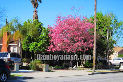 4 Bentuk Daun Pohon Tabebuya Warna Kuning Pink, Putih dan Ungu