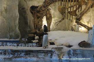 dubai mall aquarium