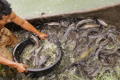 7 Teknik Budidaya Ikan Lele (Pembesaran) Lengkap dan Urut