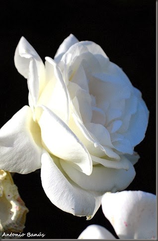 5 DSC_5599x1