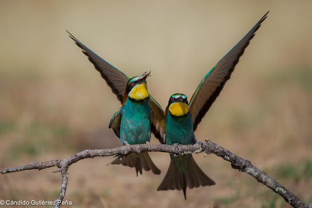 ABEJARUCO EUROPEO - Merops Apiaster