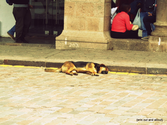 {ErinOutandAbout} The Beautiful Dogs of South America