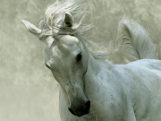 . WallpaperBlack and white horse wallpapers .